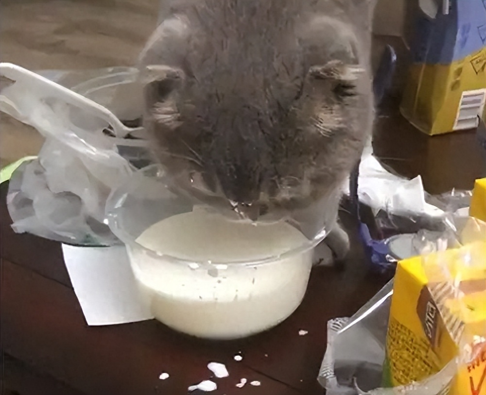 大脸猫如何养成(附：猫发腮攻略手把手教你养“大脸猫”)