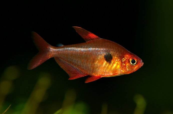 草缸十大首选鱼虾混养的有哪些（草缸点缀推荐蜜蜂角螺和彩蛋螺）