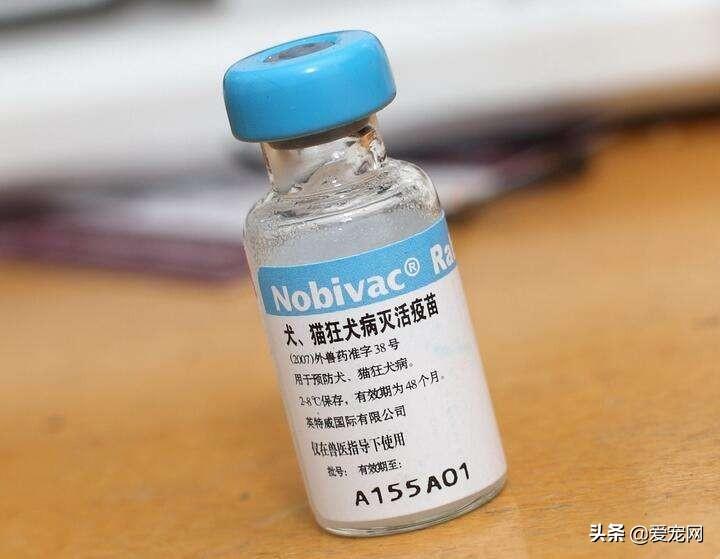 10天观察法可以排除狂犬病吗（盘点排除狂犬病最简单的方法）