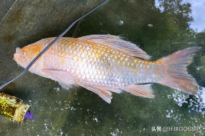 锦鲤鱼越来越瘦怎么回事（美国大叔养锦鲤怎么这么难）