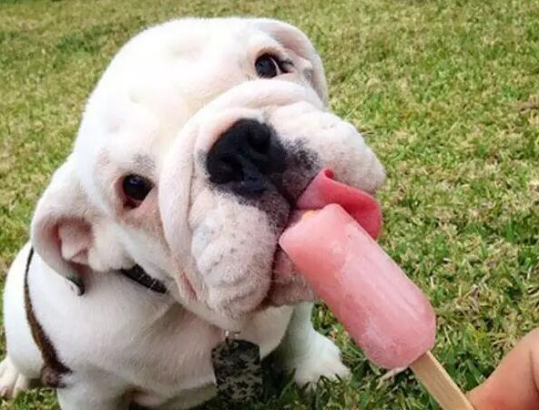 不养“英国斗牛犬”的人不知道的好处（斗牛犬图片）