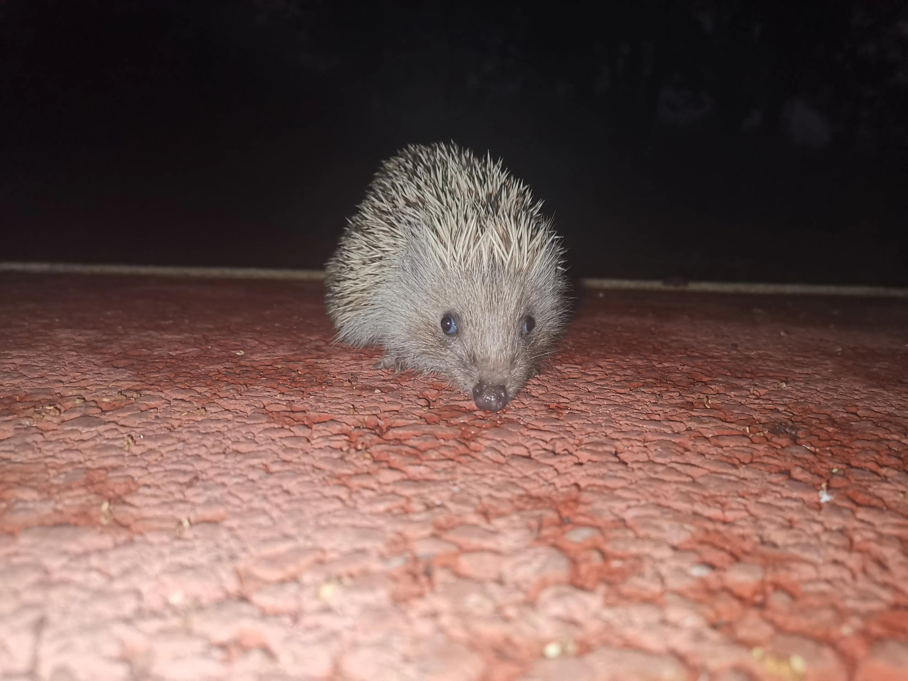 有刺猬进宅的风水说法吗（详解：刺猬进宅在风水有什么兆头）