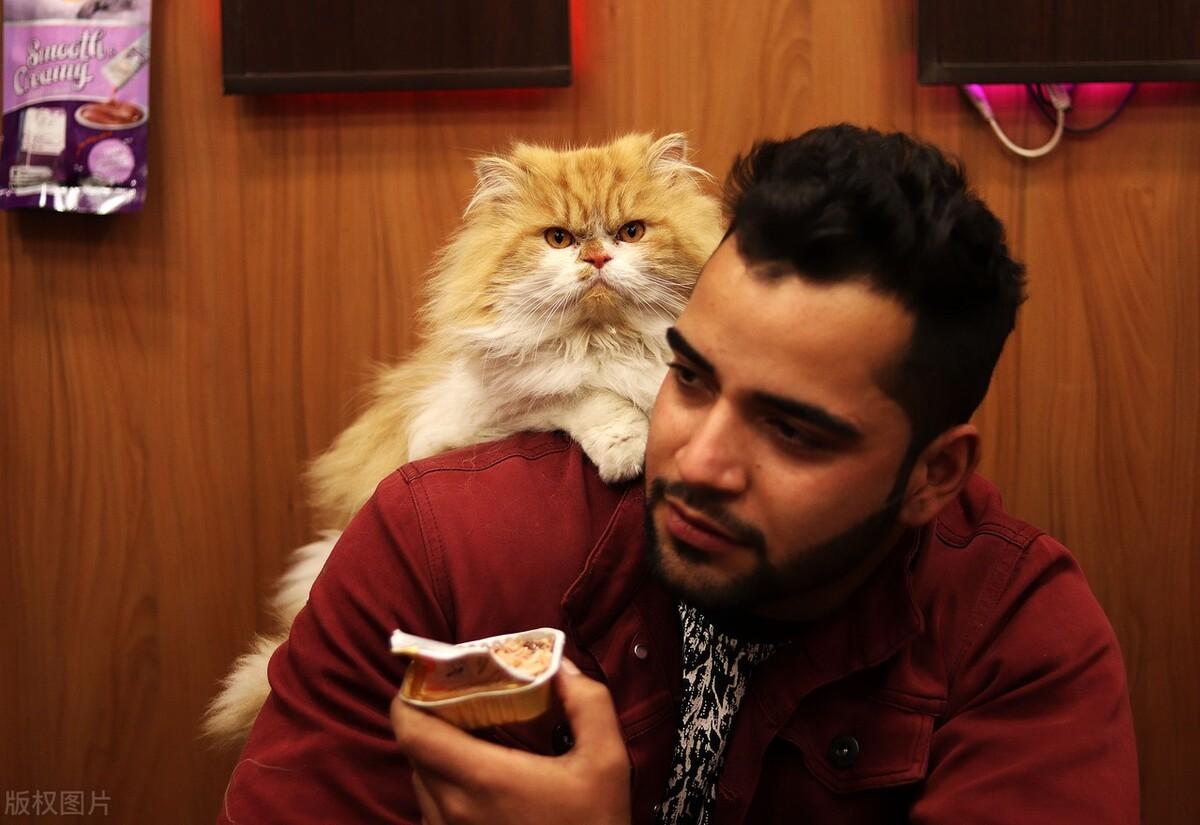 波斯猫怎么养好呢（带你了解养波斯猫的缺点）