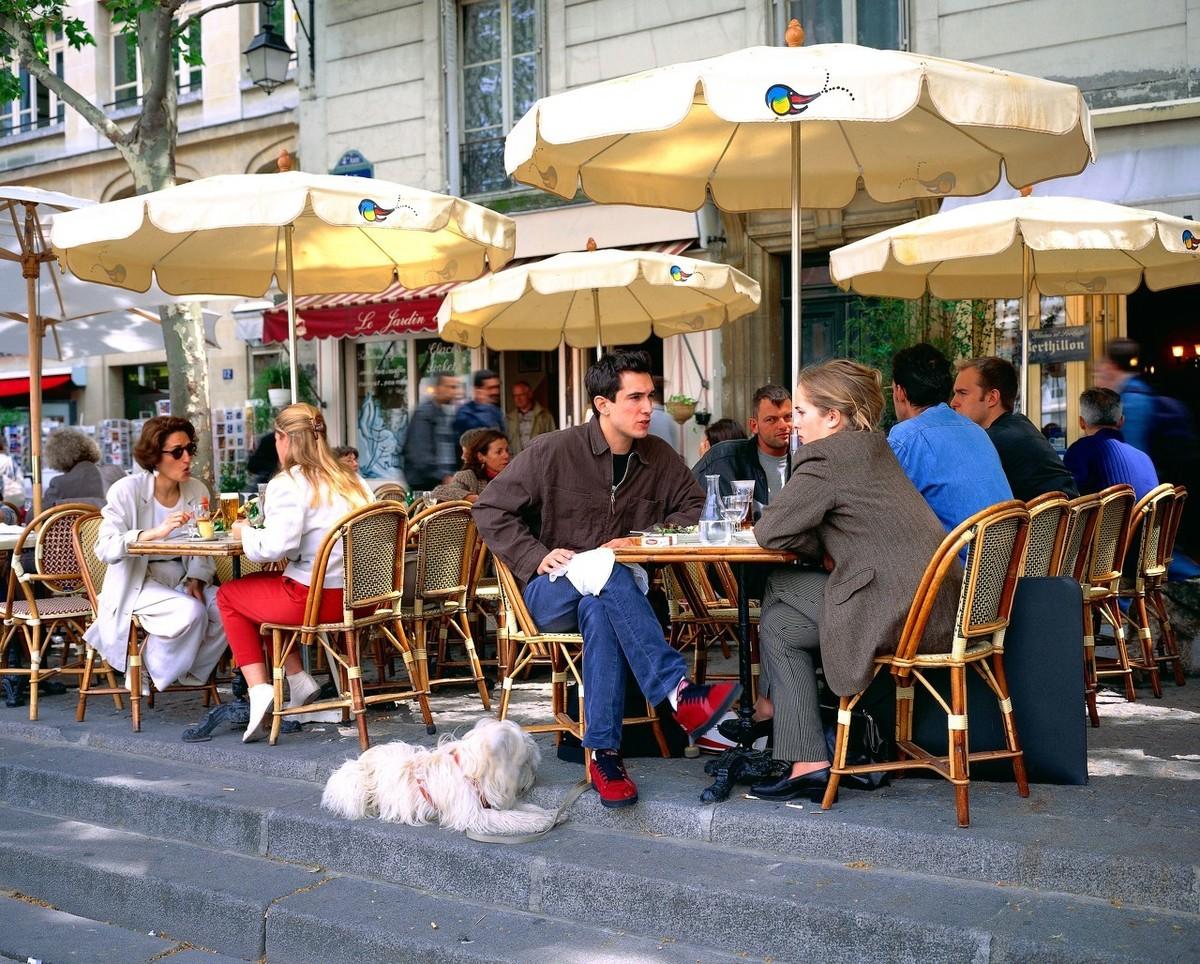 卷毛狗的品种（纯比熊犬图片及价格）