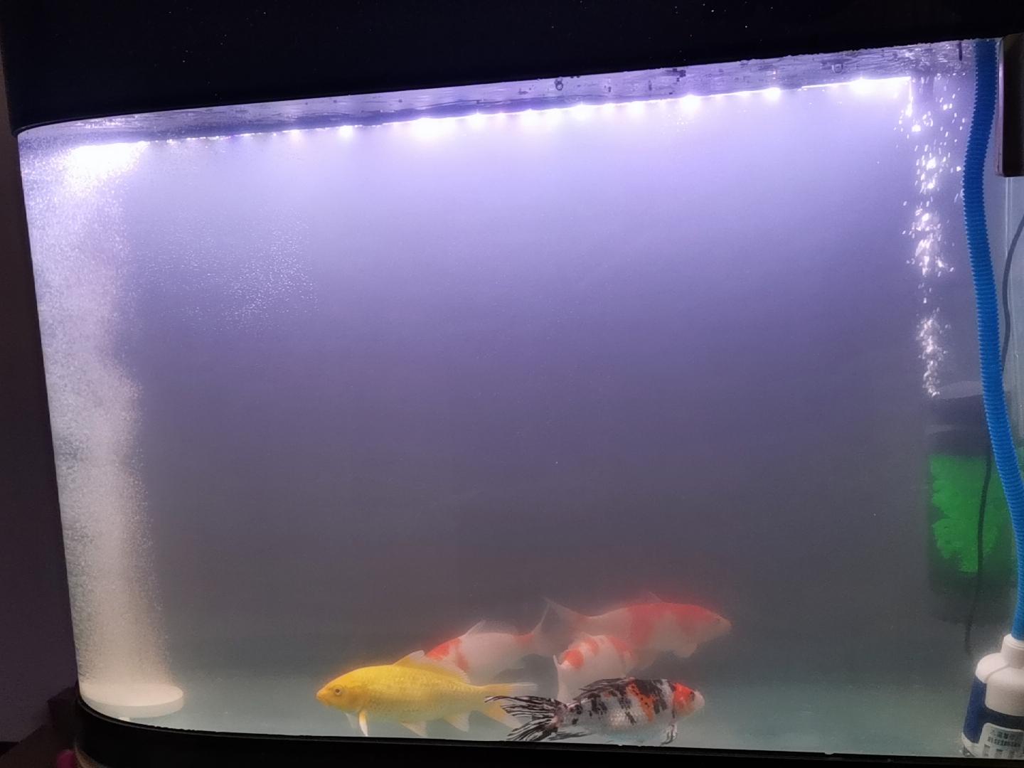 鱼缸增氧泵的正确使用方法（一直开氧气泵会影响鱼休息吗）