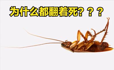 家中常见的蟑螂图解（家里突然有蟑螂怎么回事）