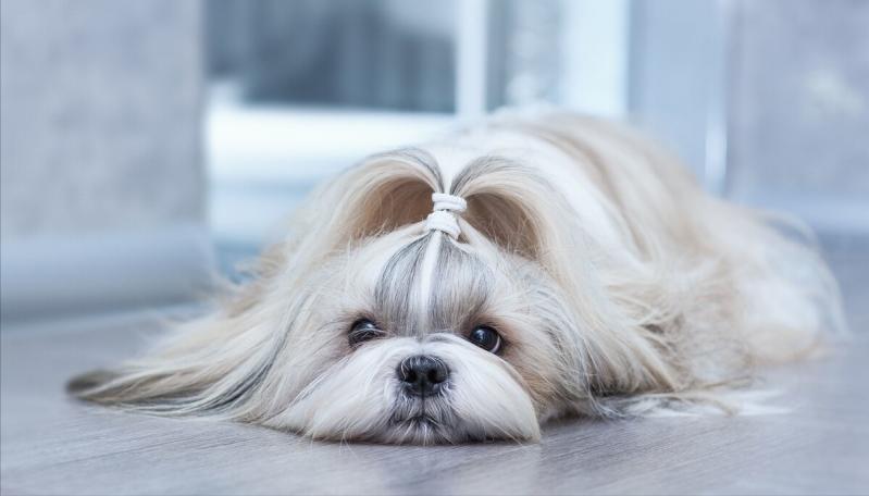 西施犬小型犬多少钱一只