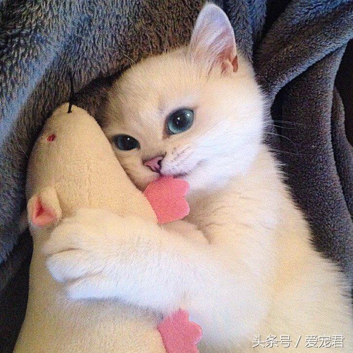 猫咪上完猫砂爬床不脏吗（猫咪上完猫砂如何清洁毛发干净）