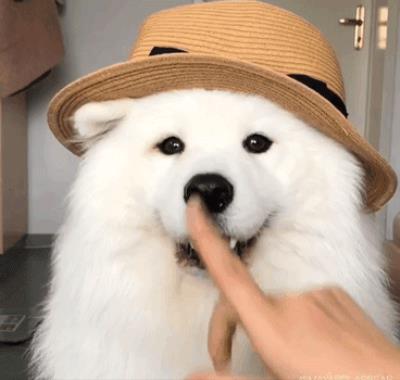 微笑天使是什么狗（微笑天使萨摩耶）