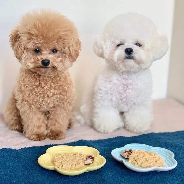 比熊笨吗（比熊也是非常的聪明的不要小瞧哦）