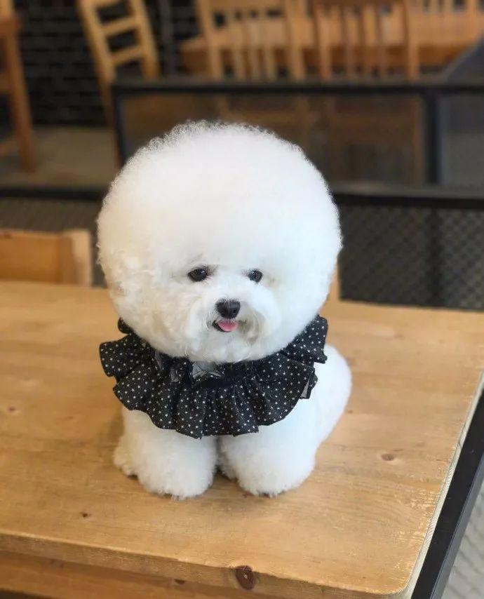 比熊笨吗（比熊也是非常的聪明的不要小瞧哦）