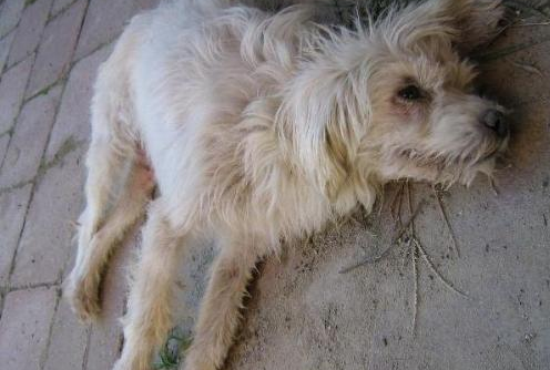 宠物生病了没钱治怎么办（宠物医院的套路连莆田系看了都流泪）