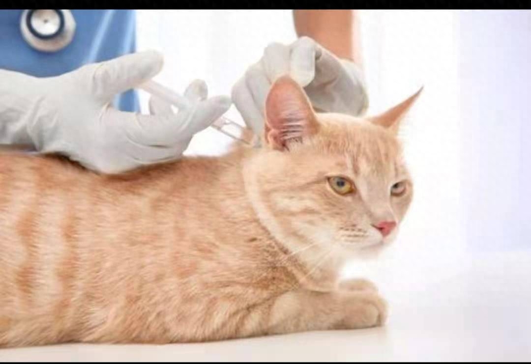 2个月小猫一顿吃15粒猫粮行吗（教你喂养和训练两个月的小奶猫）