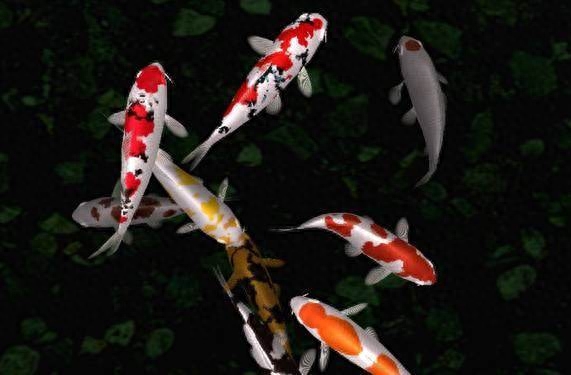 鱼养几条最吉利最旺财