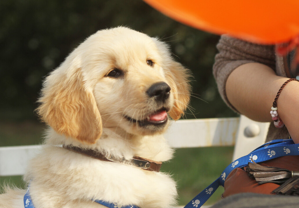 狗养多久才对人有感情（狗狗基本上到4~6个月就会认主人）