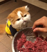 大脸猫如何养成(附：猫发腮攻略手把手教你养“大脸猫”)