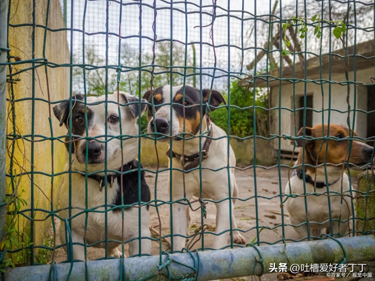 犬舍要怎么分辨正规犬舍呢（附：犬舍）