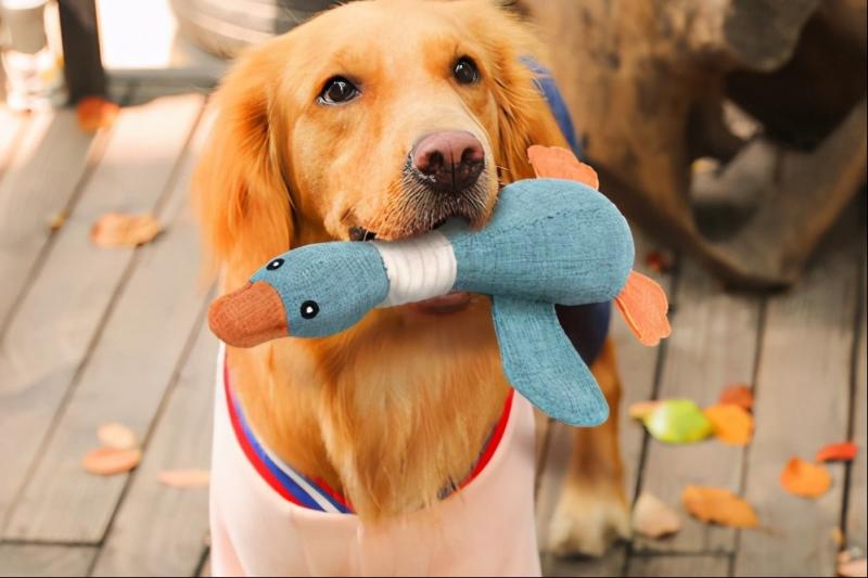 狗的生活特征和生活方式（详解：狗的特征属性是什么）