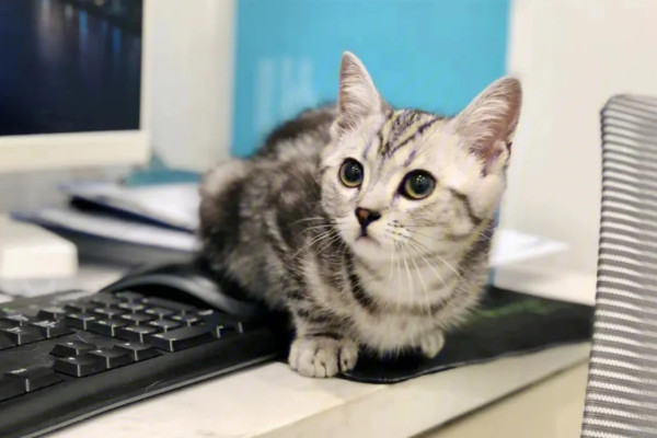 串种与纯种虎斑猫多少钱一只（附：不懂虎斑猫价格问当地市场的人）