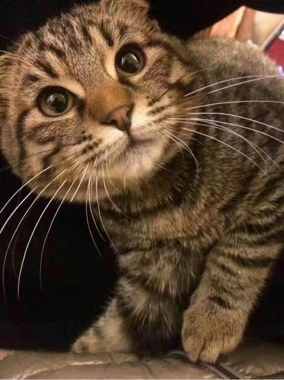 新猫到家不吃不喝4天 猫到新家6天不吃不喝