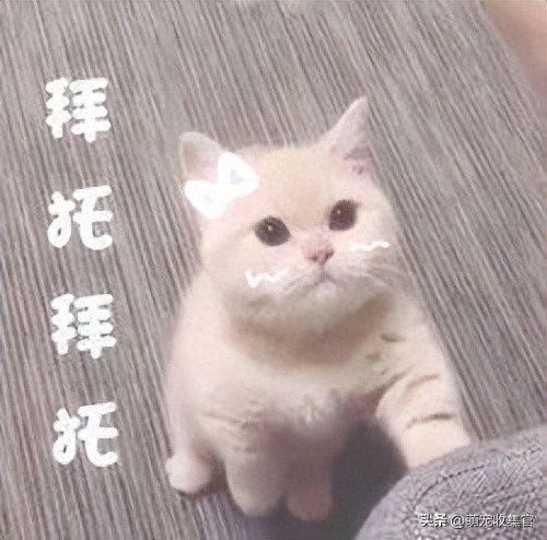 高铁托运一只猫多少钱（附：教你这四种方式过年带宠物回家）