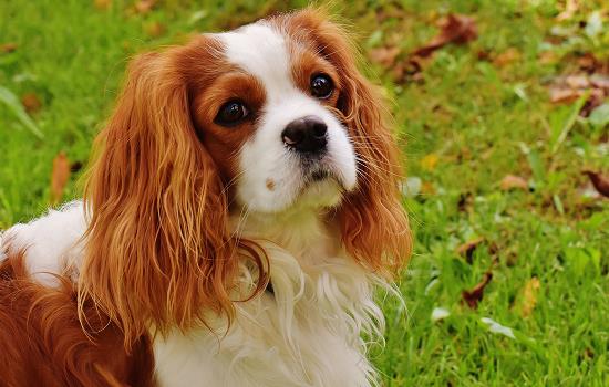 狗死了主人运势是不会变化的