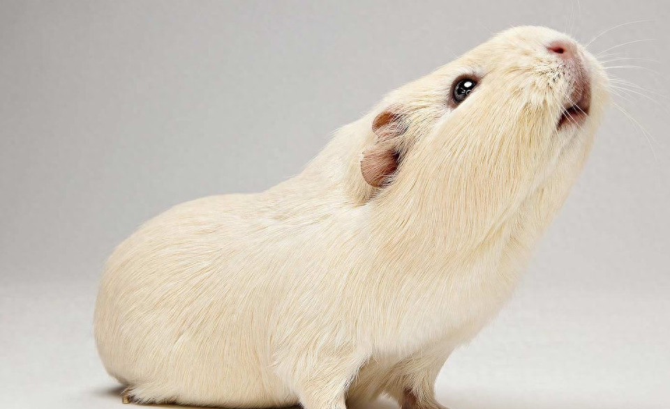 仓鼠多久洗一次澡（注意：仓鼠每周洗一次即可）