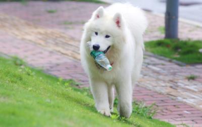 微笑天使是什么狗（微笑天使萨摩耶）