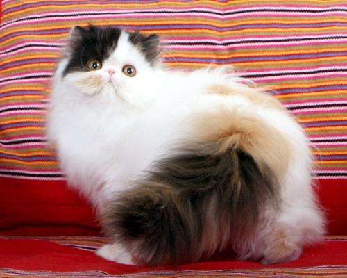 波斯猫怎么养好呢（带你了解养波斯猫的缺点）