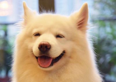 微笑天使是什么狗