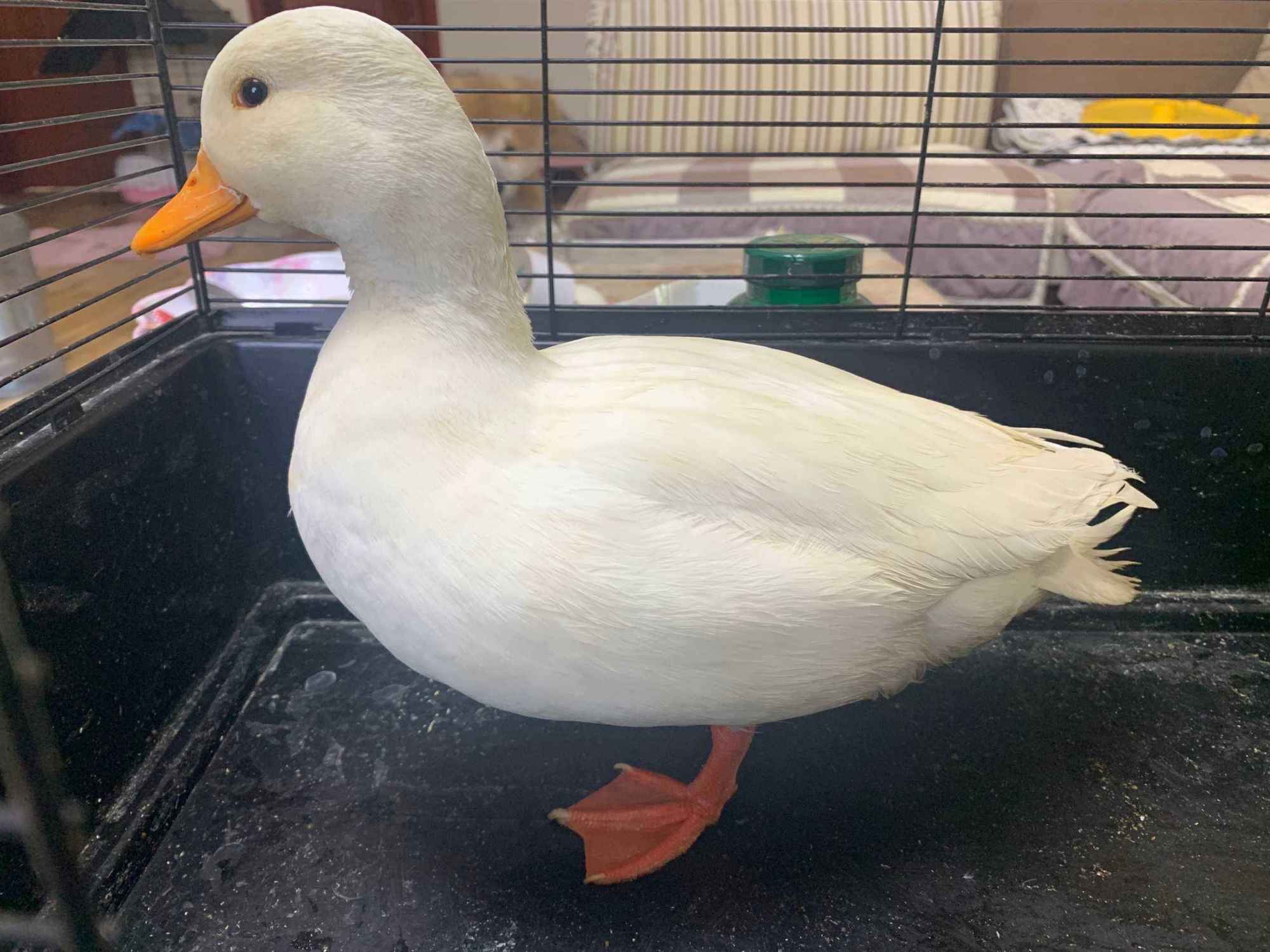 可达鸭幼崽价格最高可达上万一只（2024年养一只活可达鸭多少钱）