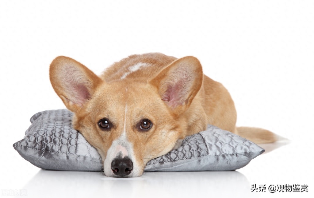 幼犬一摸就张嘴想咬人（教你改掉柯基幼犬张嘴咬人的习惯）