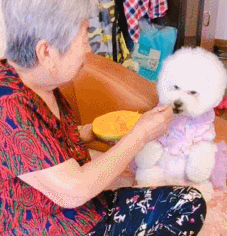 便宜的宠物狗都有哪些（详解：8大便宜且好养的狗）