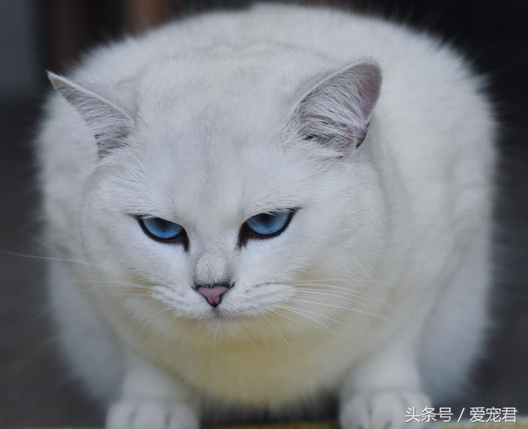 猫咪上完猫砂爬床不脏吗