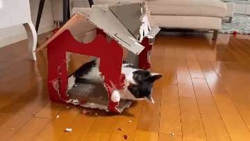 一只奶牛猫幼崽约20-200元（长毛黑白奶牛猫多少钱一只）