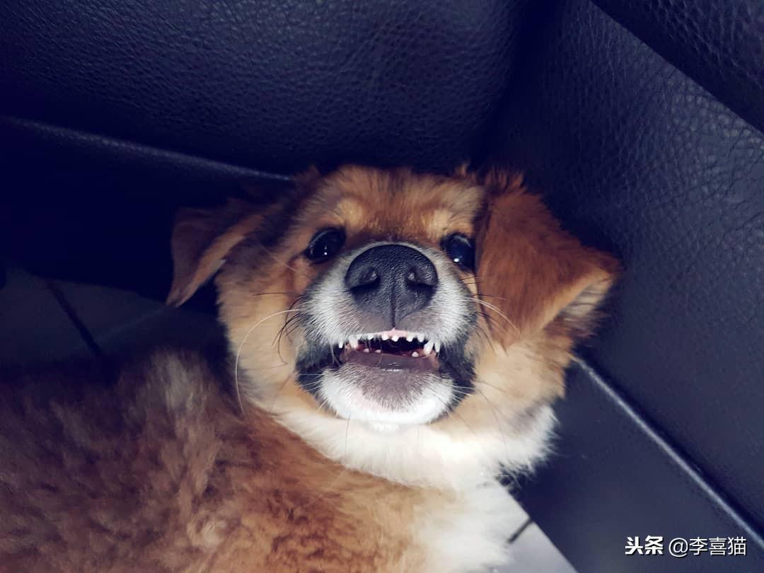 适合家养的干净宠物推荐（好养不麻烦的宠物有哪些）