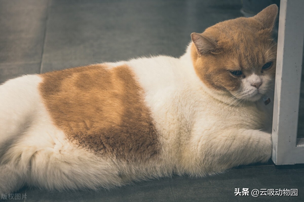 猫咪突然不活泼了无精打采（盘点你不知道的猫咪冷知识）