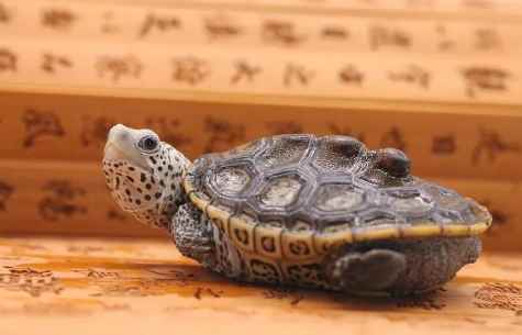 分辨乌龟公母的方法（乌龟怎么分辨公母）