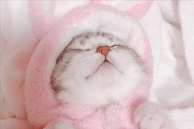 豆腐猫砂与膨润土猫砂的对比（猫砂6l等于多少斤）