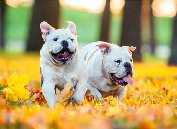 不养“英国斗牛犬”的人不知道的好处
