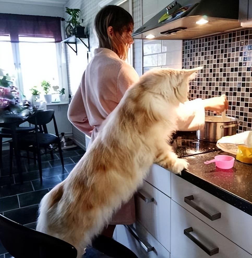 一只奶牛猫幼崽约20-200元（长毛黑白奶牛猫多少钱一只）