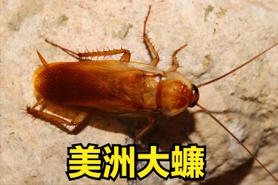 家中常见的蟑螂图解