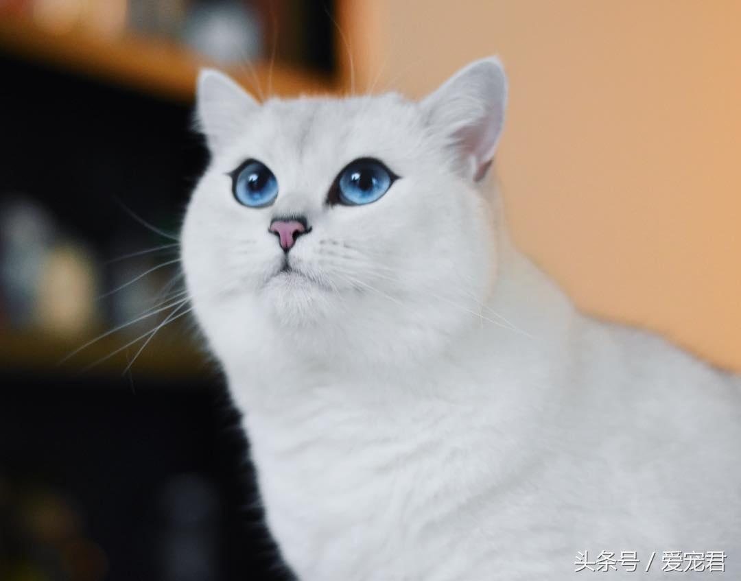 猫咪上完猫砂爬床不脏吗（猫咪上完猫砂如何清洁毛发干净）