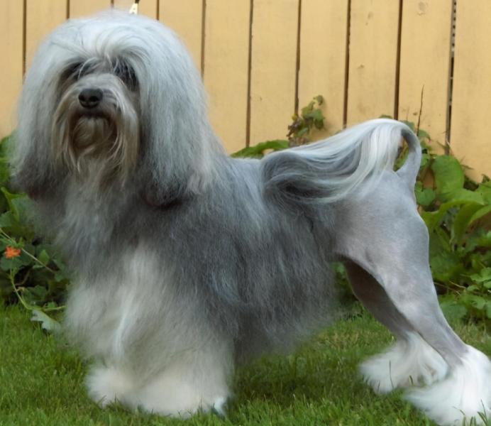 阿富汗猎犬多少钱一只（附：10万元以上的狗）