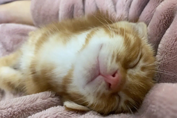 幼猫不和人睡一直叫咋办