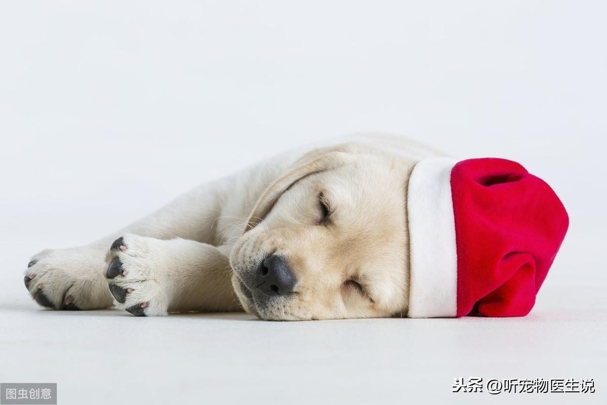 狗狗头部受损5大征兆（狗狗脑部神经受损表现能自行恢复吗）