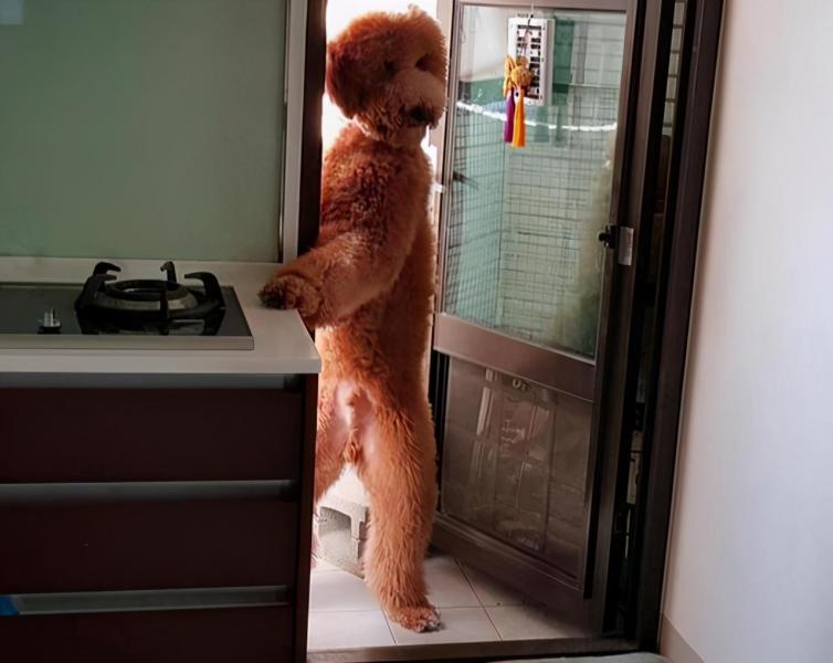 阿富汗猎犬多少钱一只（附：10万元以上的狗）