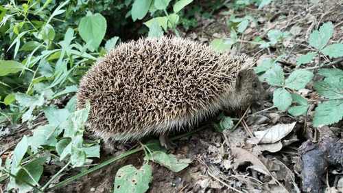 有刺猬进宅的风水说法吗（详解：刺猬进宅在风水有什么兆头）