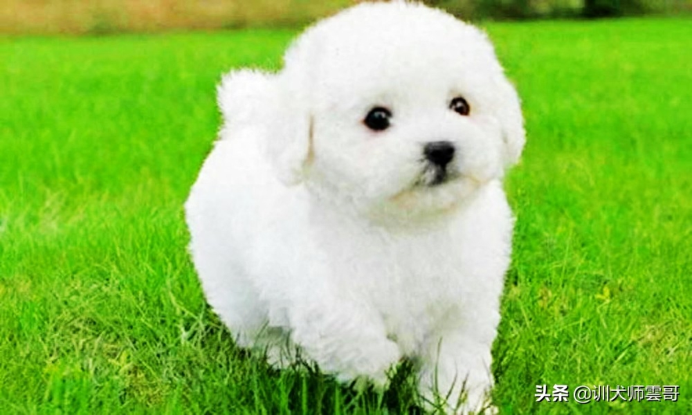 适合作为宠物犬的10大小型犬有哪些