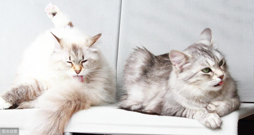 养公猫省心还是母猫省心好呢（公猫和母猫谁最忠诚）